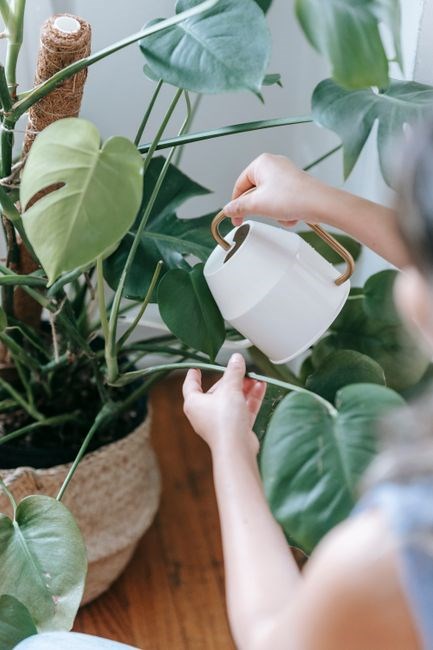 indoor plant care guide pdf